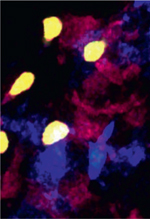 inline-graphic msc180298-img1.jpg