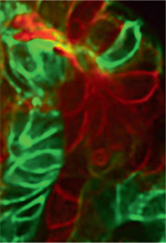 inline-graphic msc190119-img1.jpg