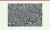 Figure 3. Figure 3.