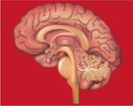 inline-graphic msc190212-img1.jpg