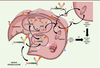 Figure 4. Figure 4.