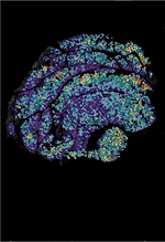 inline-graphic medsci190239s-img1.jpg