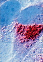 inline-graphic msc180313-img1.jpg