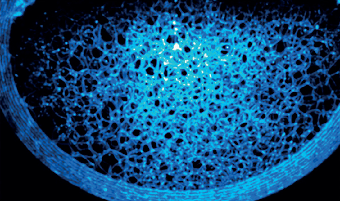 inline-graphic msc190005-img1.jpg
