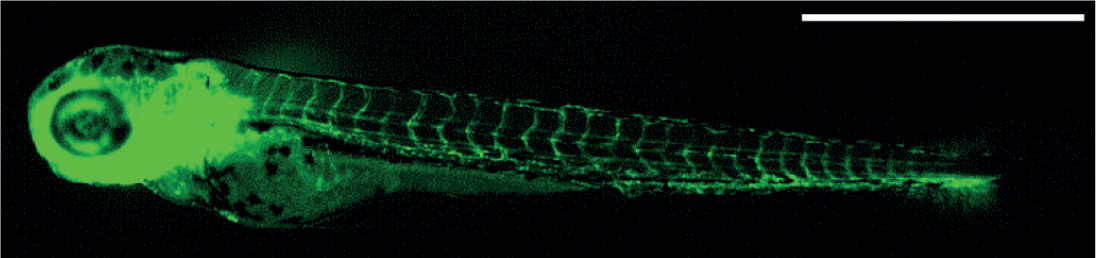 inline-graphic msc190005-img2.jpg