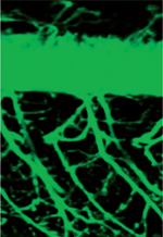 inline-graphic msc180290-img1.jpg