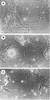 Figure 3. Figure 3.