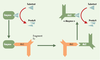 Figure 2. Figure 2.