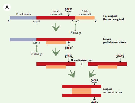 Figure 2A.