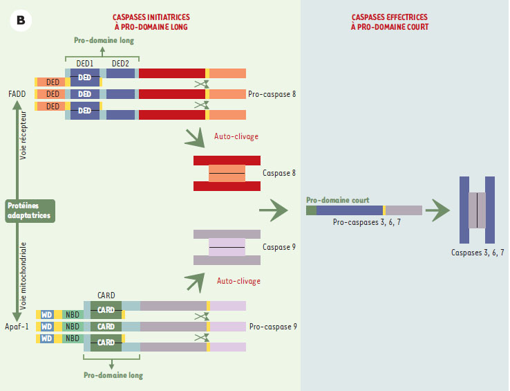 Figure 2B.