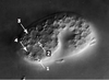 Figure 1. Figure 1.