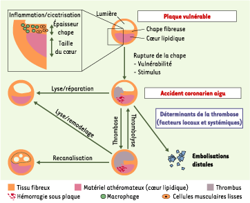 inline-graphic medsci2004203p291-img2.gif