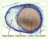 Figure 1. Figure 1.
