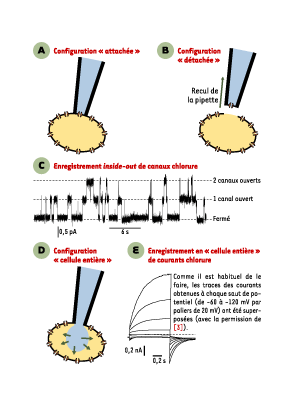 An external file that holds a picture, illustration, etc., usually as some form of binary object. The name of referred object is medsci2004205p550-img1.gif