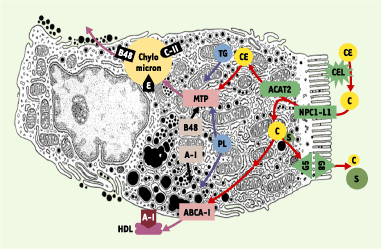 Figure 2.