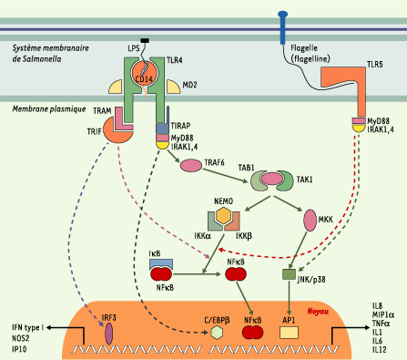 Figure 1.