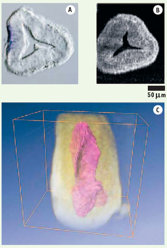 Figure 3.