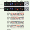 Figure 2.(suite) Figure 2.(suite)