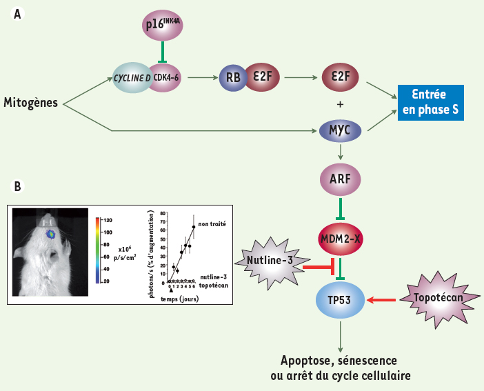 Figure 1. A.
