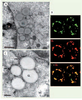 Figure 2. Figure 2.