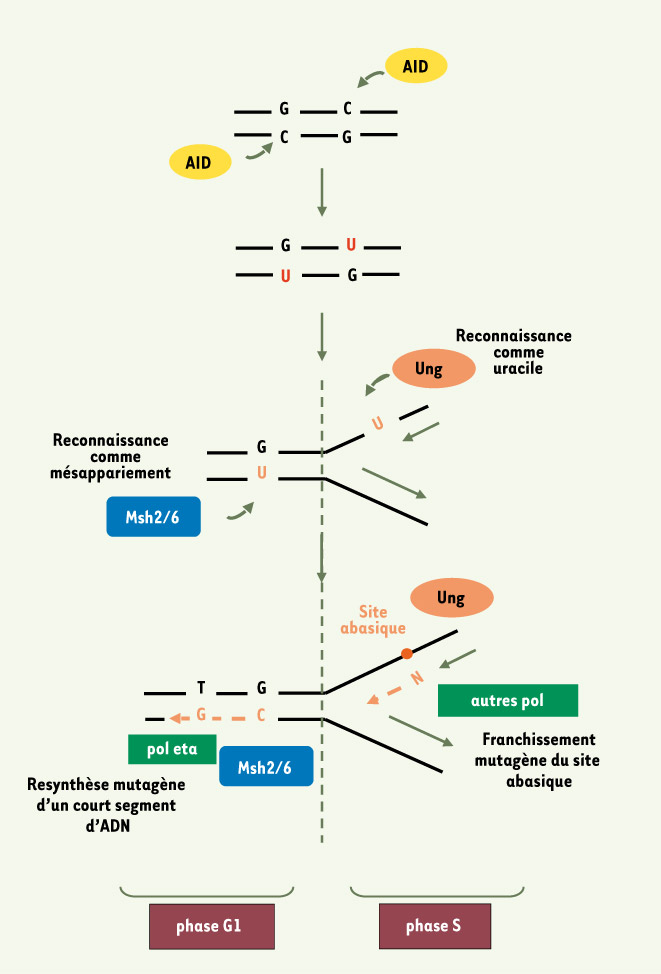 Figure 1.