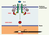 Figure 1. Figure 1.