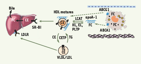 Figure 1.