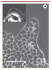 Figure 3. Figure 3.