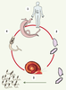 Figure 1. Figure 1.