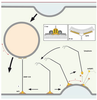 Figure 4. Figure 4.