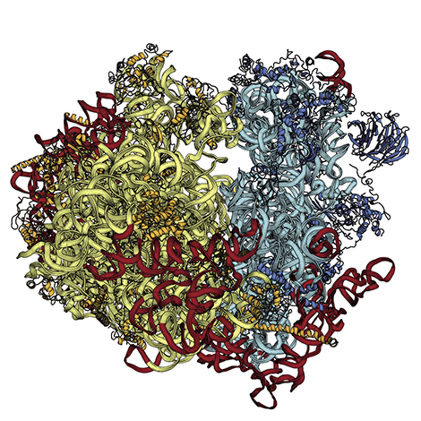 ribosome de Sachharomyces cerevisiae