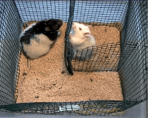 Test stress chez les rats1 Test stress chez les rats