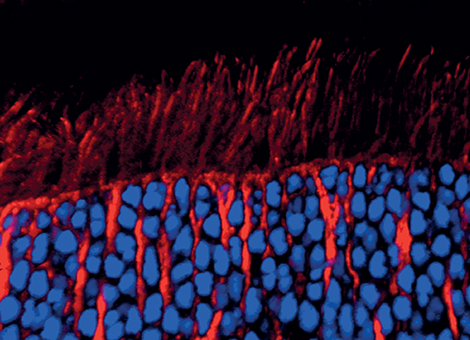 Reconstitution 3D d'une coupe de rétine de souris : en rouge, les cils connecteurs des photorécepteurs, en bleu, les noyaux de ces cellules