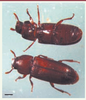 Figure 1. Figure 1.