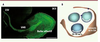 Figure 1 Figure 1