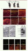 Figure 3 Figure 3