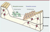 Figure 1 Figure 1