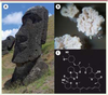Figure 1 Figure 1