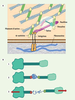 Figure 2 Figure 2
