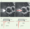 Figure 1 Figure 1