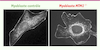 Figure 2. Figure 2.
