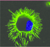 Figure 1 Figure 1