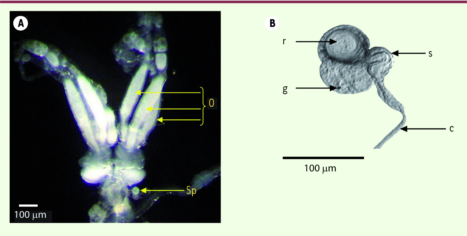 Figure 4.