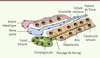 Figure 1. Figure 1.