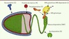 Figure 2. Figure 2.