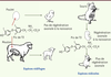 Figure 2. Figure 2.