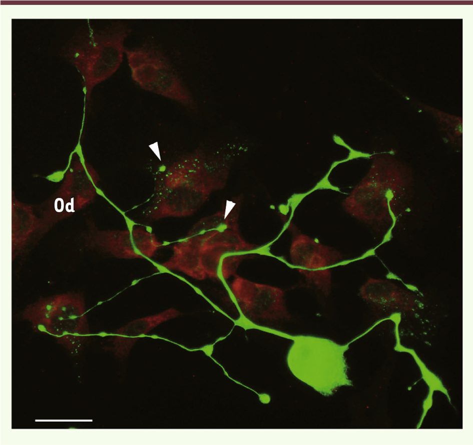 Figure 5.