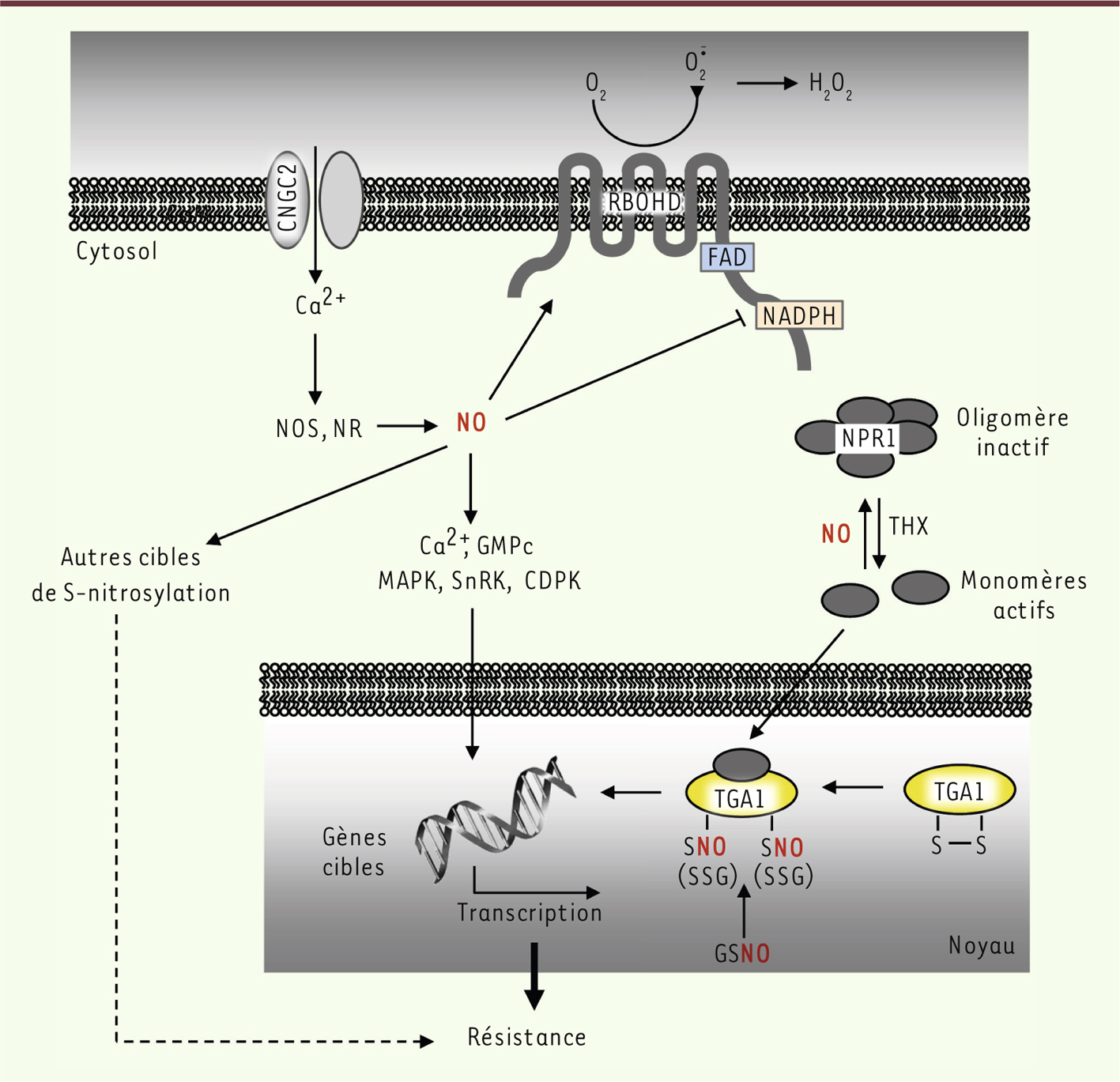 Figure 2.