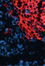 inline-graphic medsci2013294p389-img1.jpg
