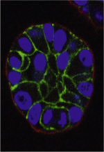 inline-graphic medsci20132911p975-img1.jpg